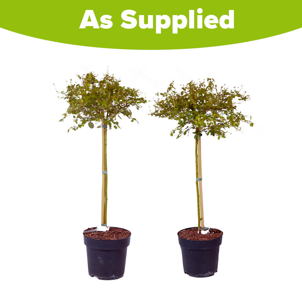 YouGarden Ceanothus Californian Lilac Standard Tree Plant Pot 2 Pack Image 3