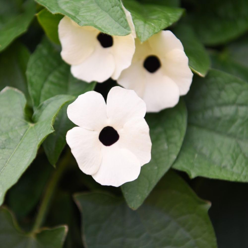 Thompson and Morgan Thunbergia Sunny Susy Collection Jumbo Plug Plant 5 Pack Image 7