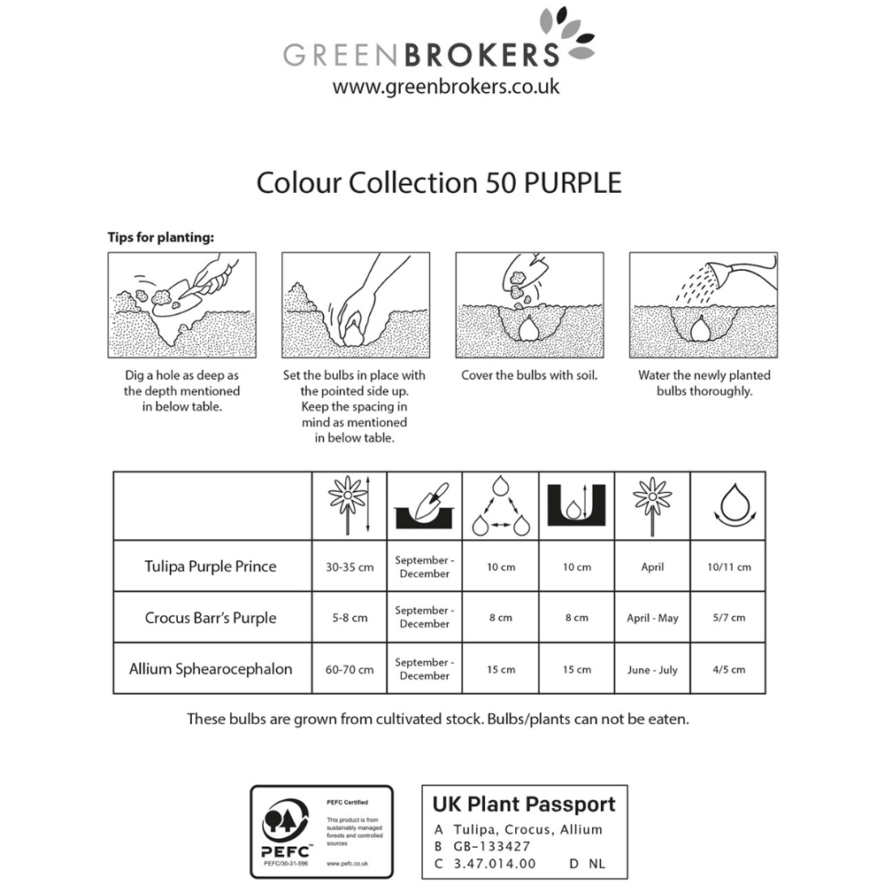 GreenBrokers Dutch Purple Colour Bee Friendly Mixed Collection Planting Bulb 50 Pack Image 3