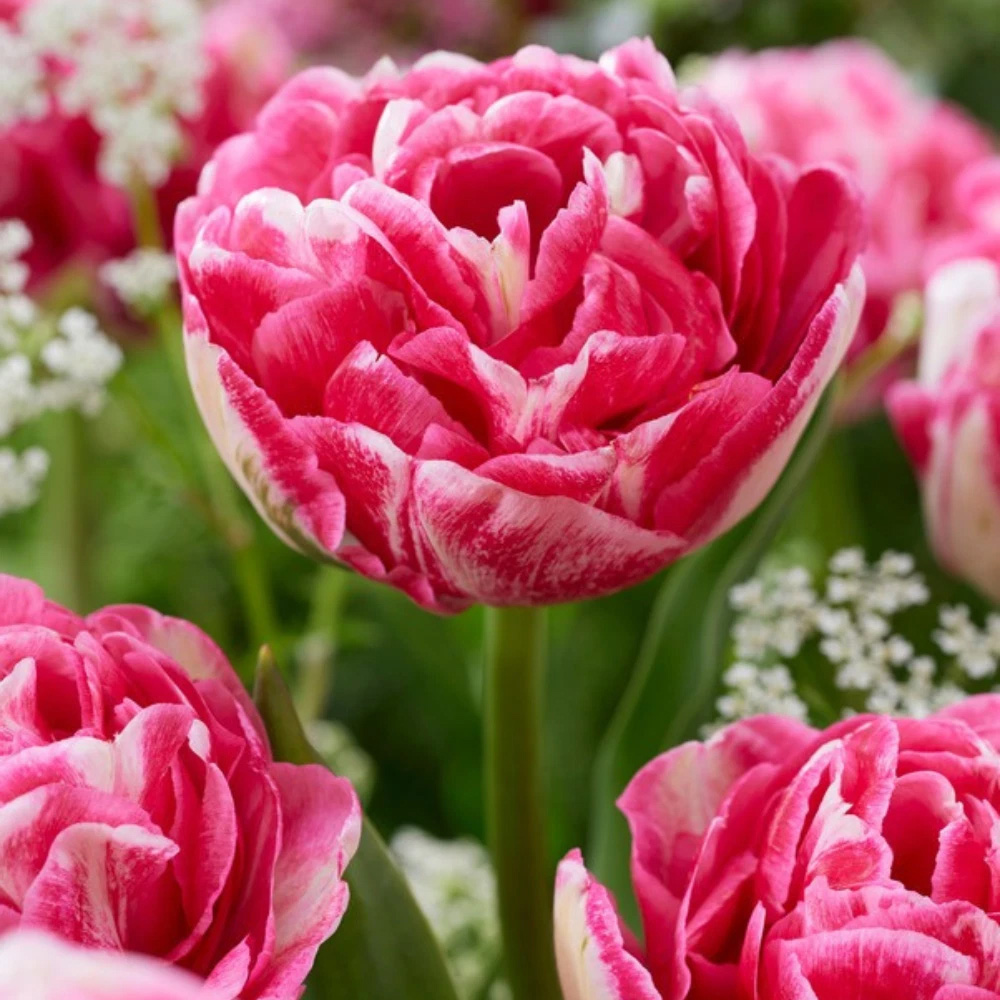 Thompson and Morgan Tulip Marshmallow Planting Bulb 16 Pack Image 1