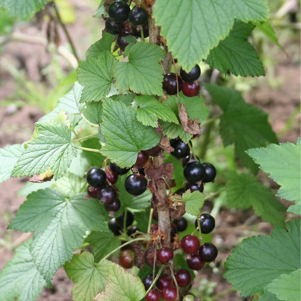 Thompson and Morgan Blackcurrant Ribes Ben Connan Potted Plant 9cm 3 Pack Image 3