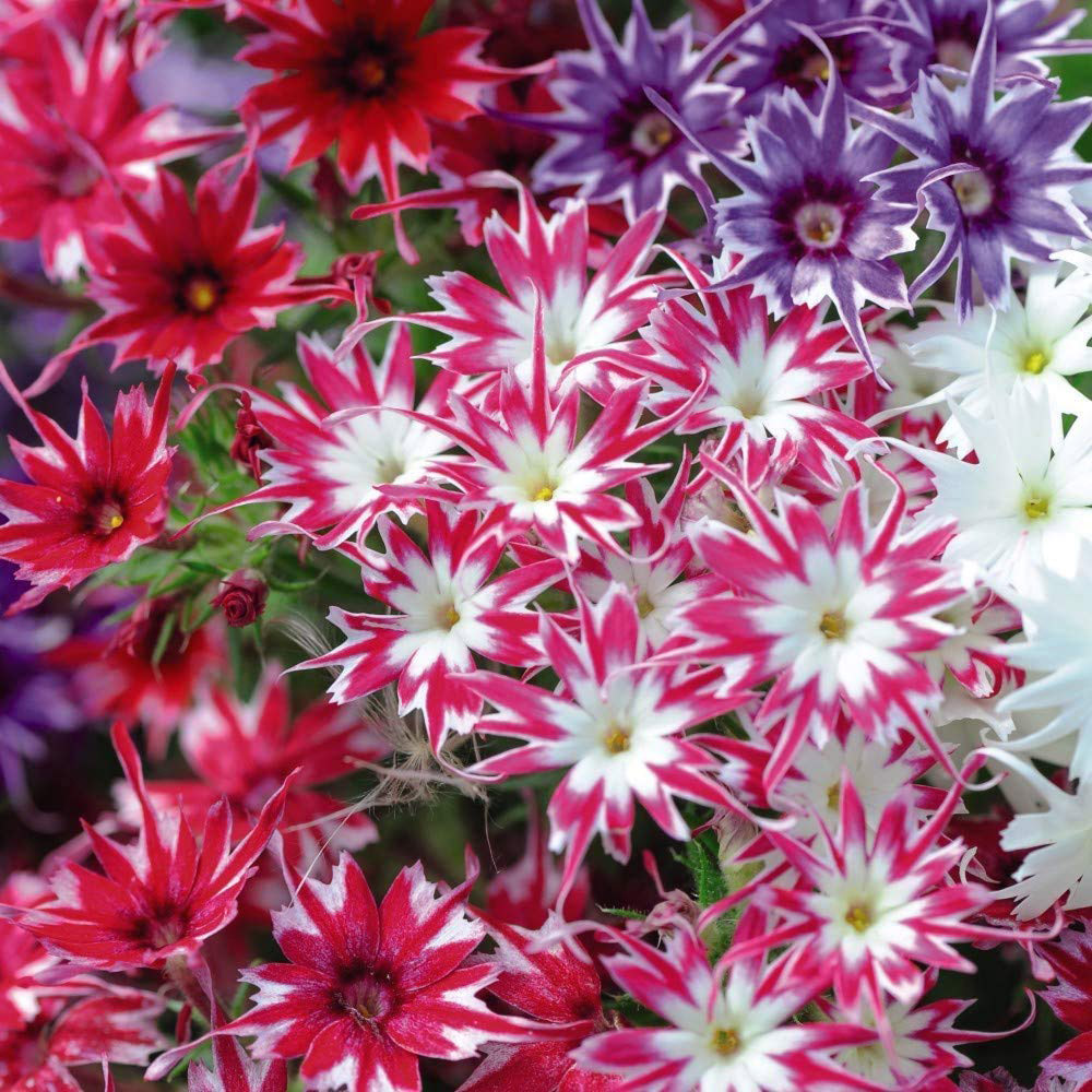 Thompson and Morgan Phlox Pop Stars Garden Ready Plant15 Pack Image 3