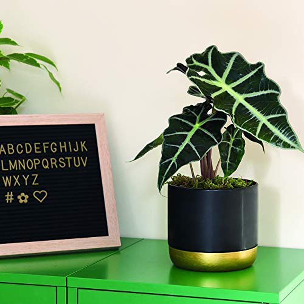 Thompson and Morgan Alocasia Amazonica Elephant Ear Plant Pot 12cm 3 Pack Image 5