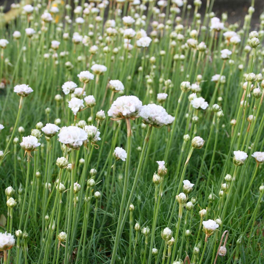 Thompson and Morgan Armeria Maritima Alba Potted Plant 1L 3 Pack Image