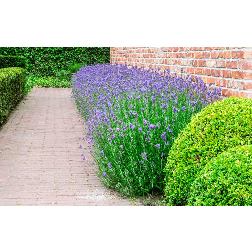 Thompson and Morgan Lavandula Lavender Angustifolia Munstead Plant Pot 9cm Image 3