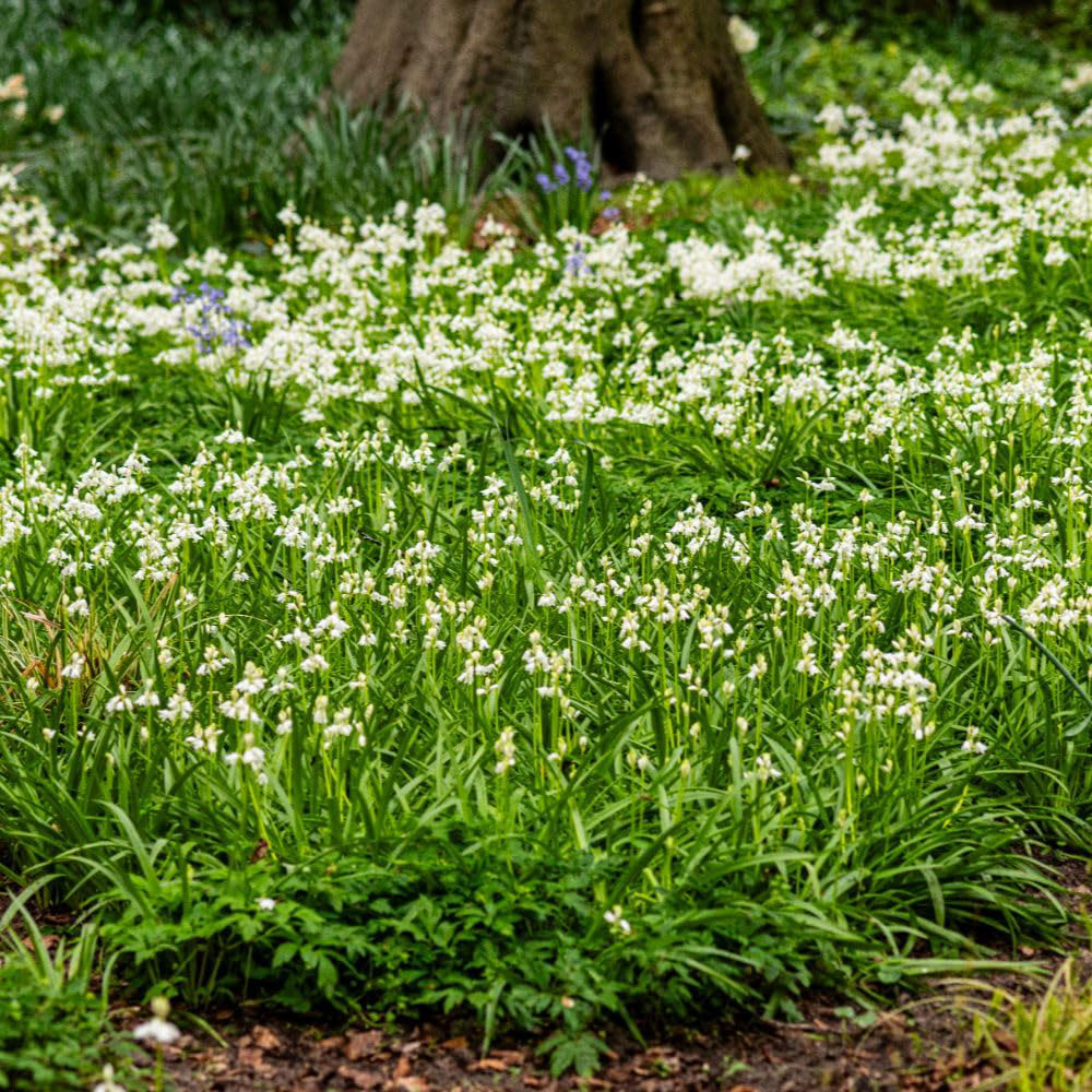 Thompson and Morgan Hyacinthoides Non-Scripta Alba Bulbs 10 Pack Image 2