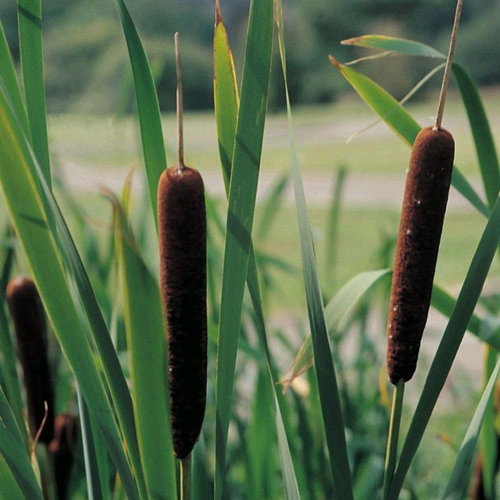 Thompson and Morgan Typha Angustifolia Plant Pot 9cm 3 Pack Image 1