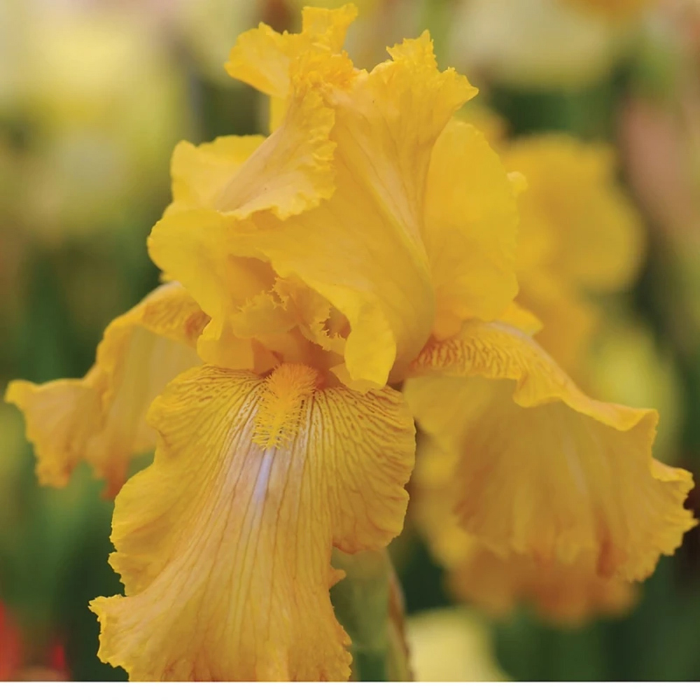 Thompson and Morgan Iris Re-Blooming Collection Rhizome 5 Pack Image 3