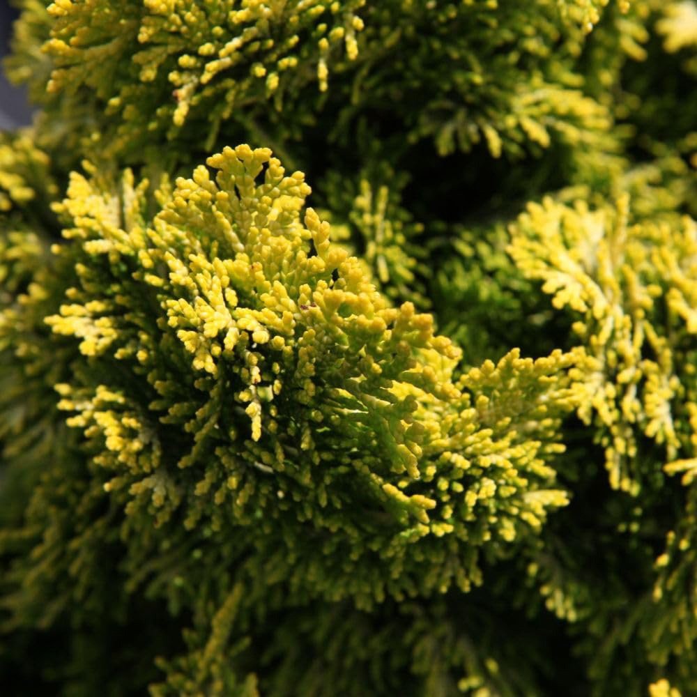 Thompson and Morgan Chamaecyparis Obtusa Nana Aurea Plant Pot 7.5L Image 1