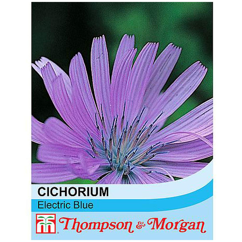Thompson and Morgan Cichorium Intybus Electric Blue Seeds Image 2