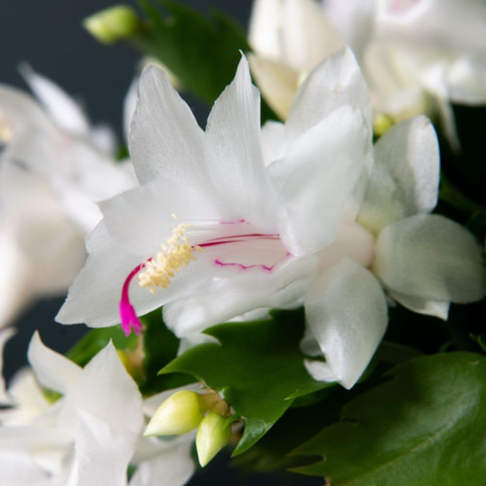 Thompson and Morgan Christmas Gift Cactus White Salvado Plant Pot 12cm Image 2