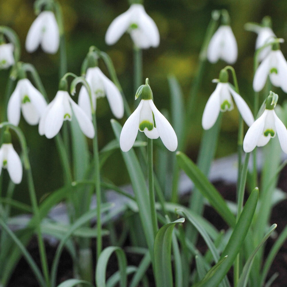 Thompson and Morgan Galanthus Elwesii Snowdrop Giant Autumn Planting Bulb 32 Pack Image 2