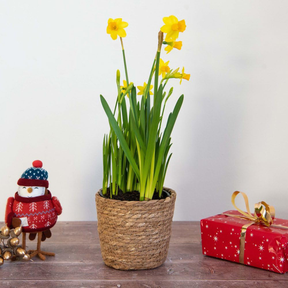 Thompson and Morgan Christmas Gift Narcissus Flower Basket 14cm 2 Pack Image 3