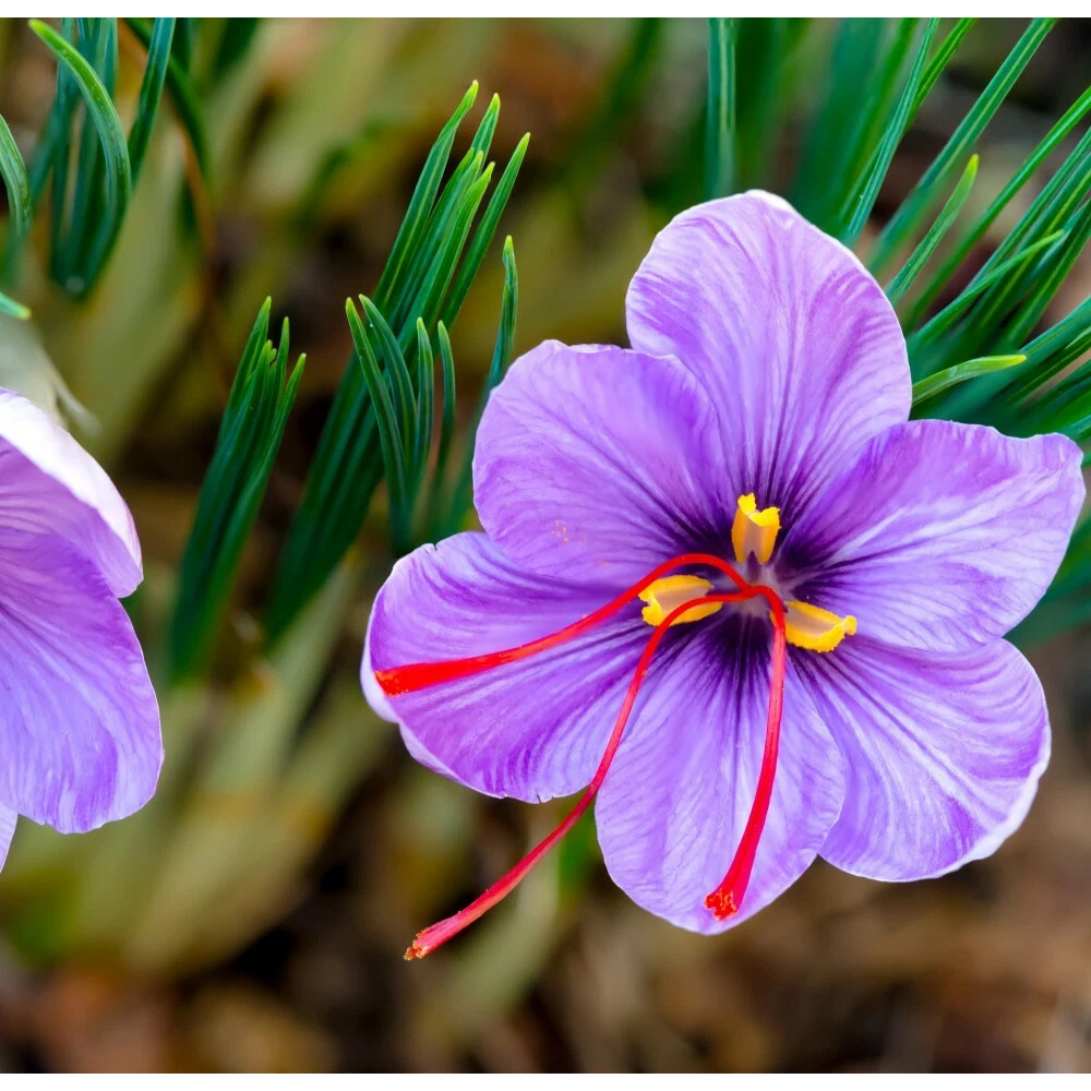 Thompson and Morgan Crocus Saffron Sativus Planting Bulb 40 Pack Image 4