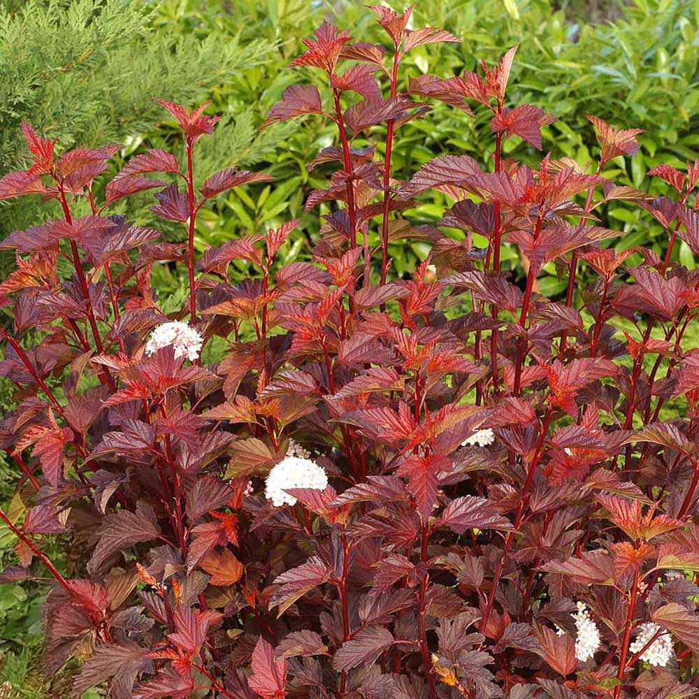 Thompson and Morgan Physocarpus Opulifolius Diable Dor Plant Pot 3.6L Image 3