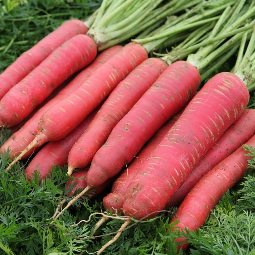 Thompson & Morgan Carrot Redsun 200 Seeds Packet Image