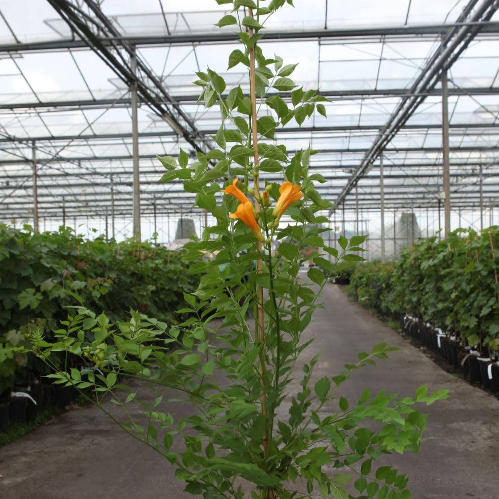 Thompson and Morgan Campsis tagliabuana Golden Trumpet Plant Pot 7L Image 2