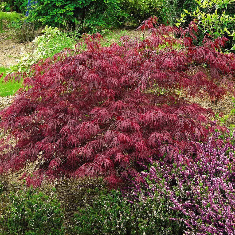 Thompson and Morgan Acer Palmatum Dissectum Plant Pot 4L Image 1