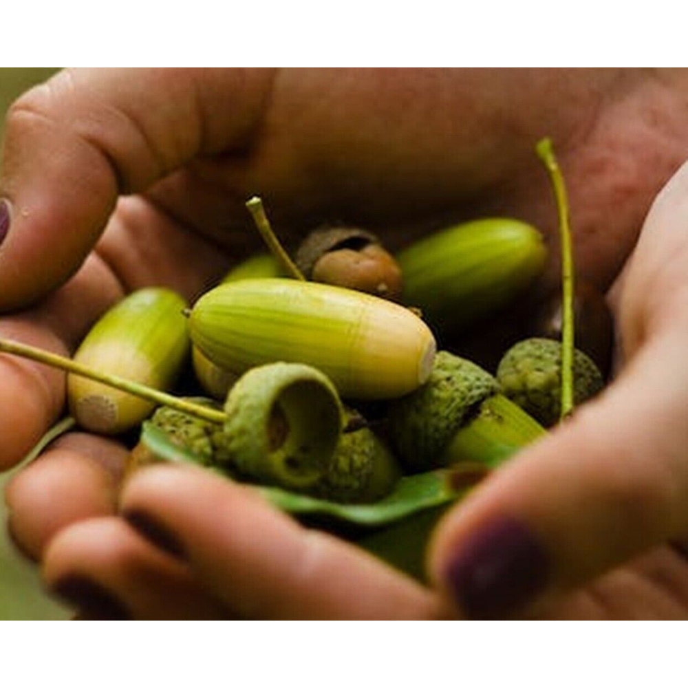 Inspirational Gifting English Oak Bare Root Hedge Plant Sapling 2-3ft 5 Pack Image 4