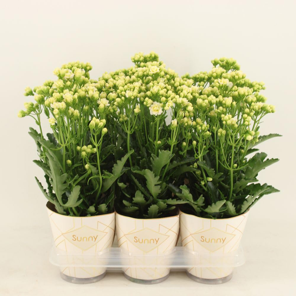 Thompson & Morgan White Kalanchoe Sunny Plant Pot 14cm 2 Pack Image 3