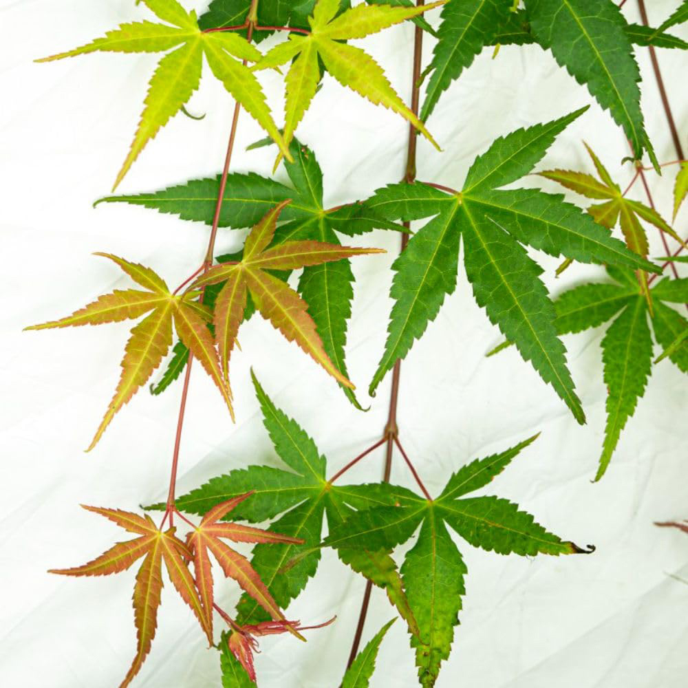 Thompson and Morgan Acer Palmatum Cascade Emerald Plant Pot 3L Image 1