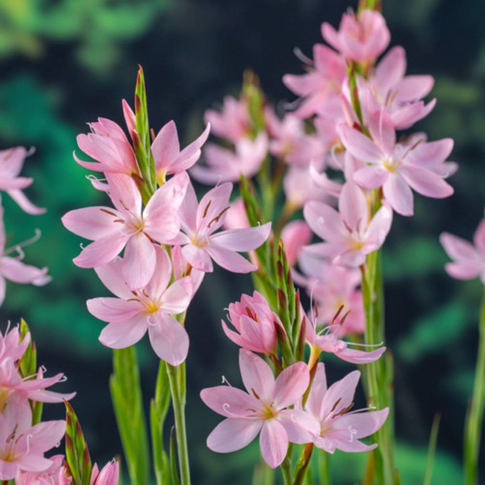 Thompson and Morgan Schizostylis Coccinea Mrs Hegarty Plant Pot 9cm 3 Pack Image 1