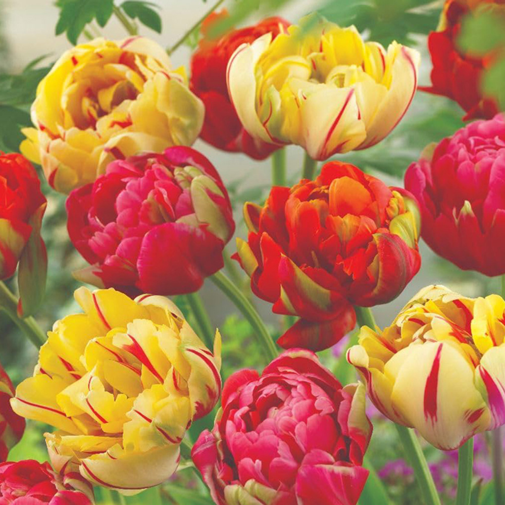Thompson and Morgan Tulip Colour Carnival Mixed Planting Bulb 16 Pack Image 1