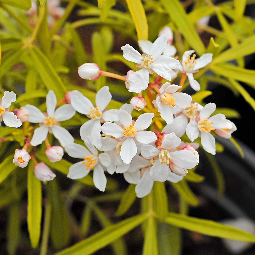 Thompson and Morgan Choisya Sundance Plant Pot 3L 2 Pack Image 1