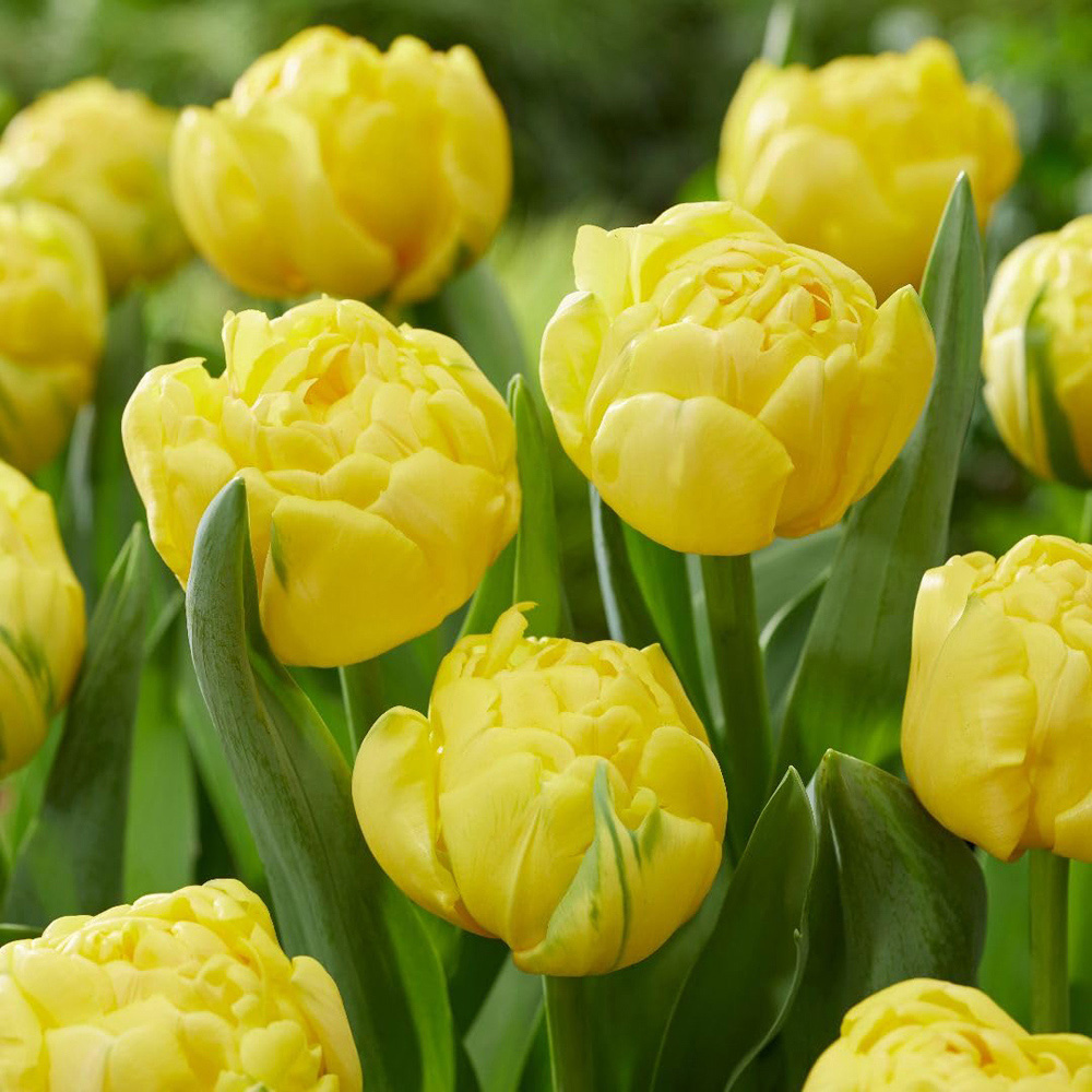 Thompson and Morgan Tulip Golden Jewel Planting Bulbs 10 Pack Image