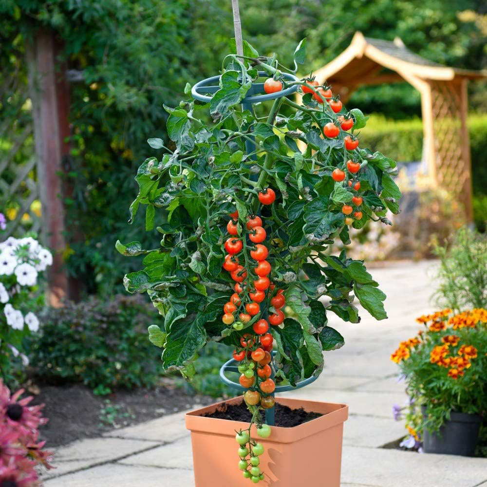 Thompson and Morgan Tomato Rubylicious Seeds Image 3