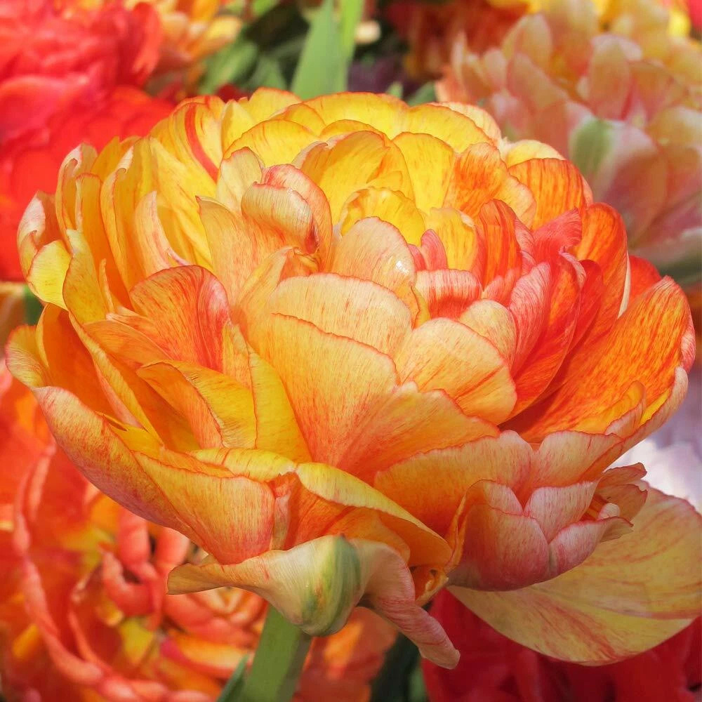 Thompson and Morgan Tulip Big Giant Autumn Planting Bulb 32 Pack Image 3