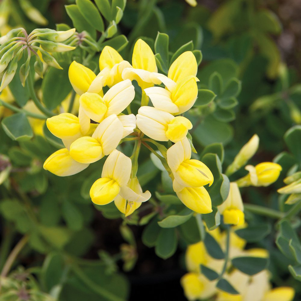 Thompson and Morgan Coronilla Citrina Plant Pot 3L 3 Pack Image 6