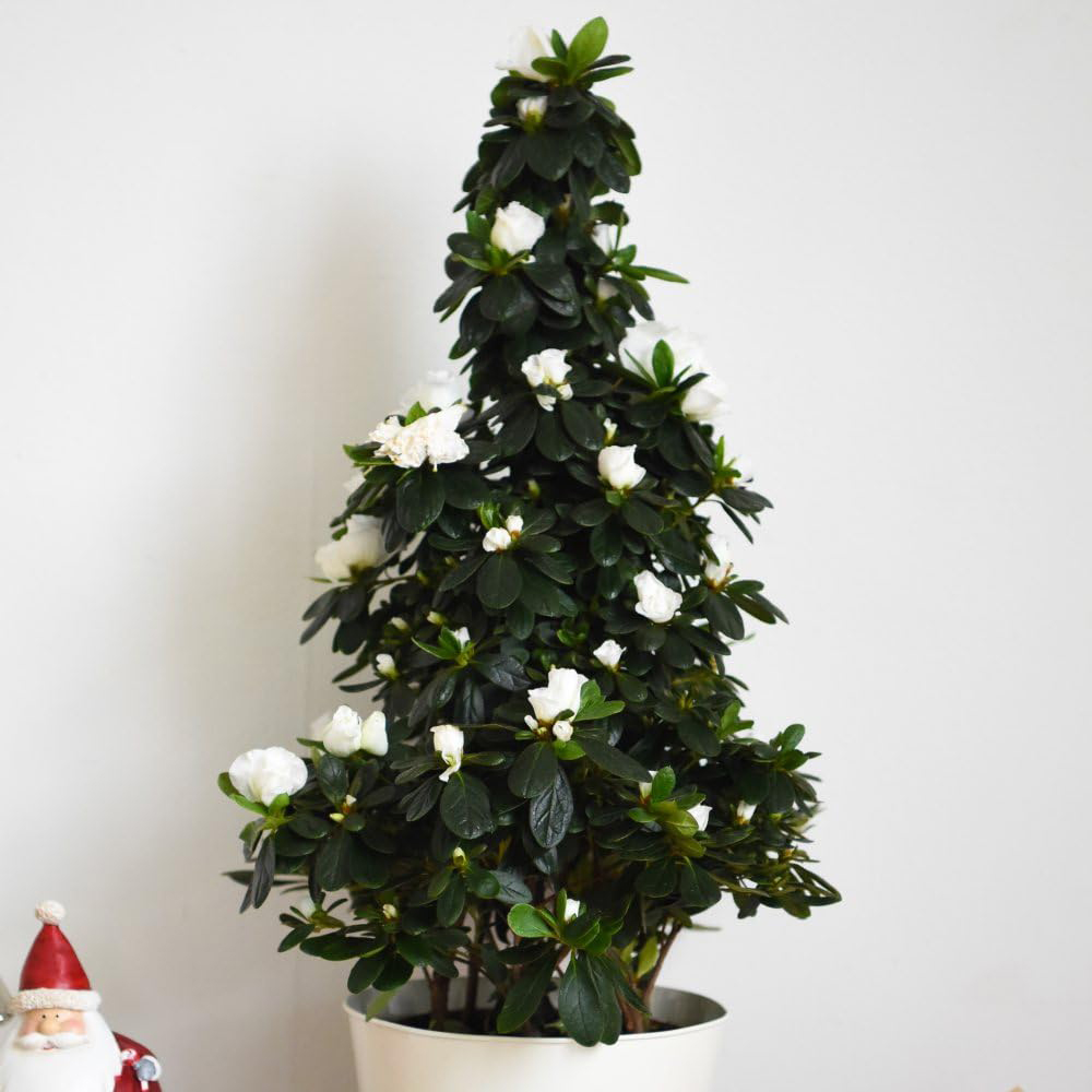 Thompson and Morgan Christmas Gift Azalea White Pyramid Tree Pot 17cm Image 3