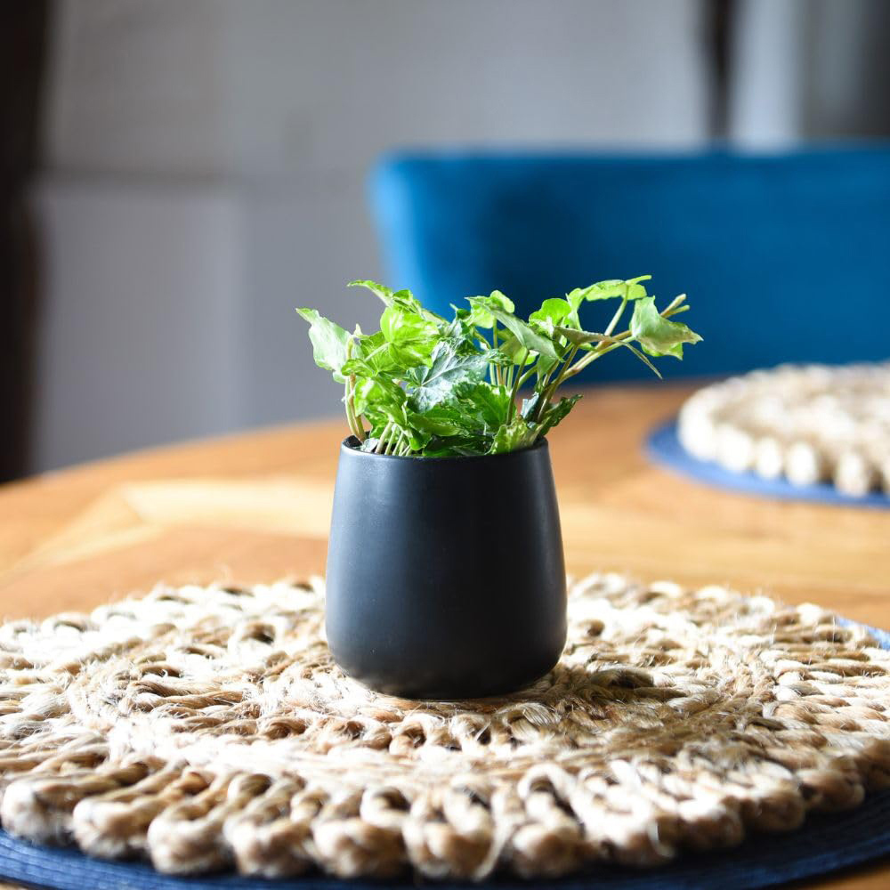 Thompson & Morgan Hedera Helix Kolibri Plant Pot 6cm 2 Pack Image 4