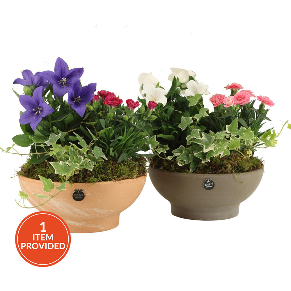 Flower Mix Terracotta Bowl Image 1