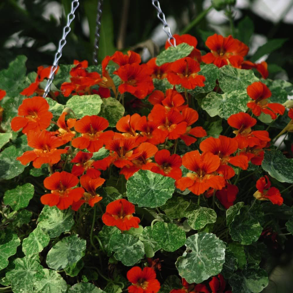 Thompson and Morgan Nasturtium Orange Troika Seeds Image 2