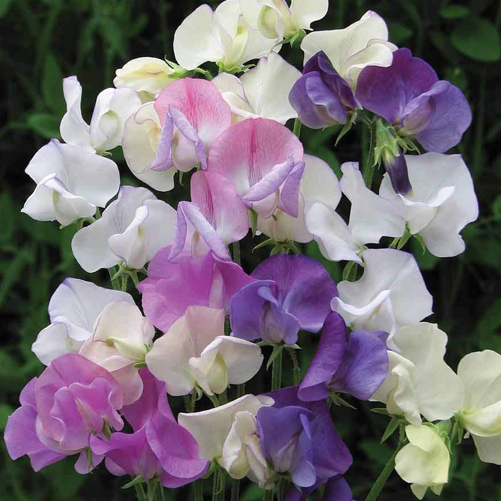 Thompson and Morgan Sweet Pea Scent Infusion Premium Multisown Plug Plant 6 Pack Image 1