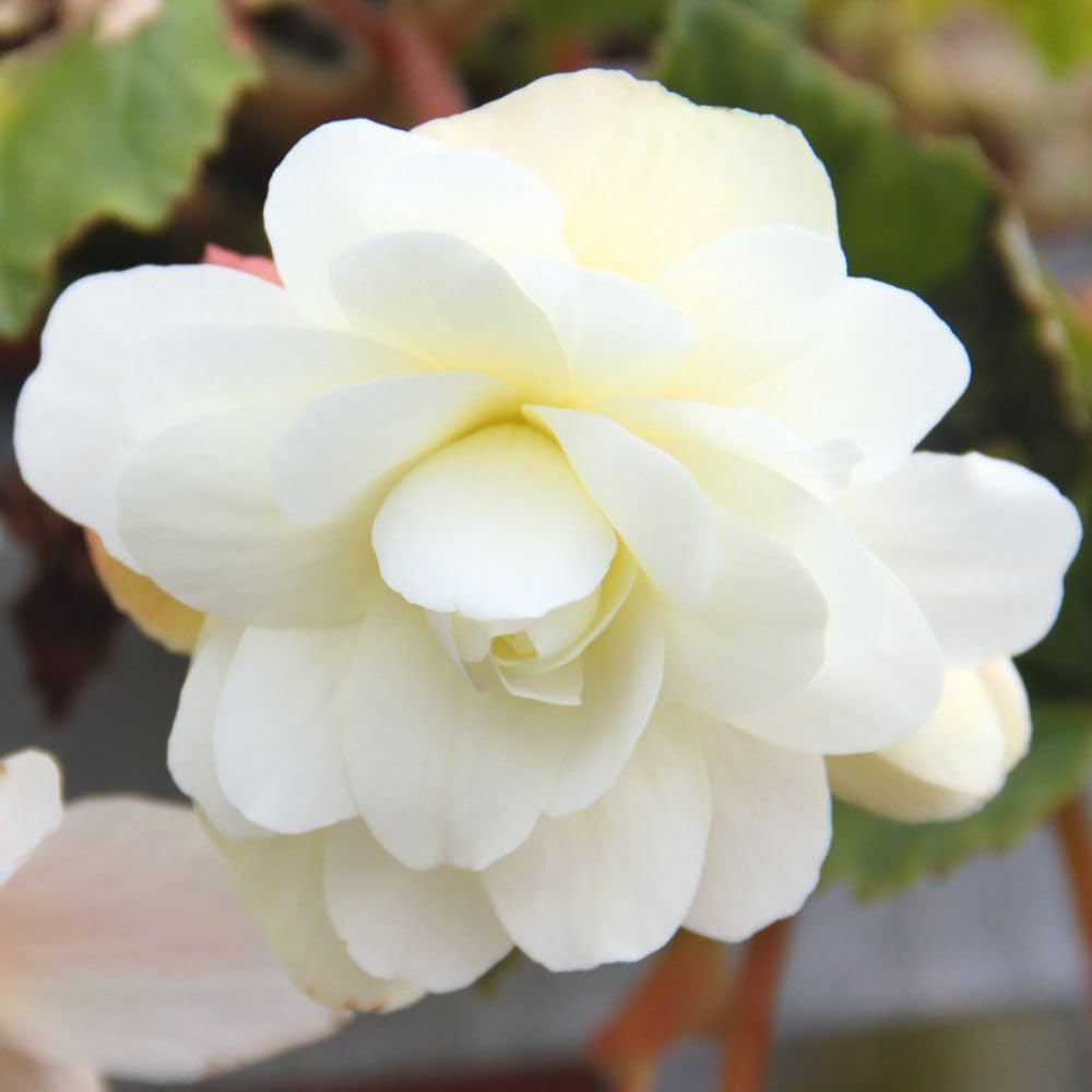 Thompson and Morgan Begonia Belina Vanilla Preplanted Basket 25cm Image 1