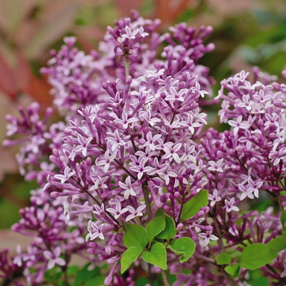Thompson and Morgan Lilac Palibin Plant Pot 9cm 2 Pack Image 1