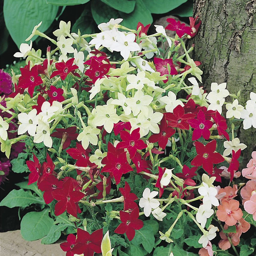 Wilko Nicotiana Roulette Mixed F2 Flower Seeds Image 1