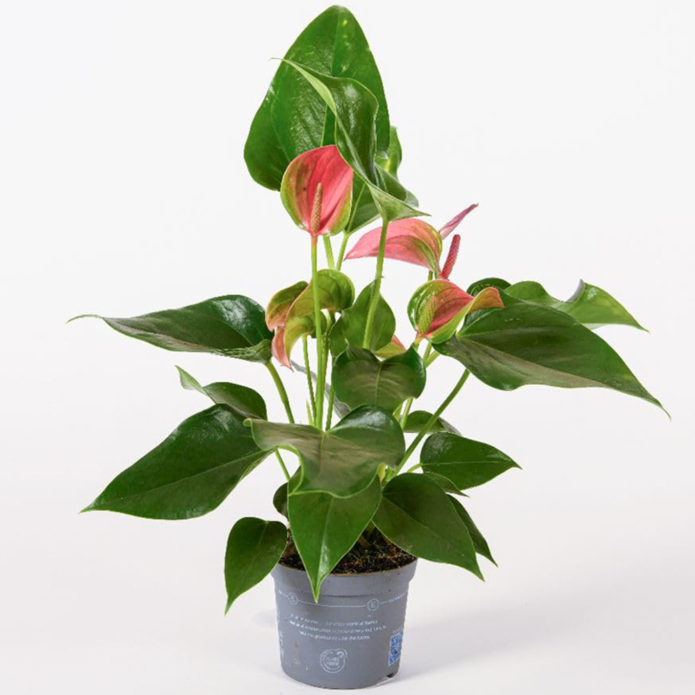 Thompson and Morgan Anthurium Karma Pink Plant Pot 9cm 2 Pack Image 2