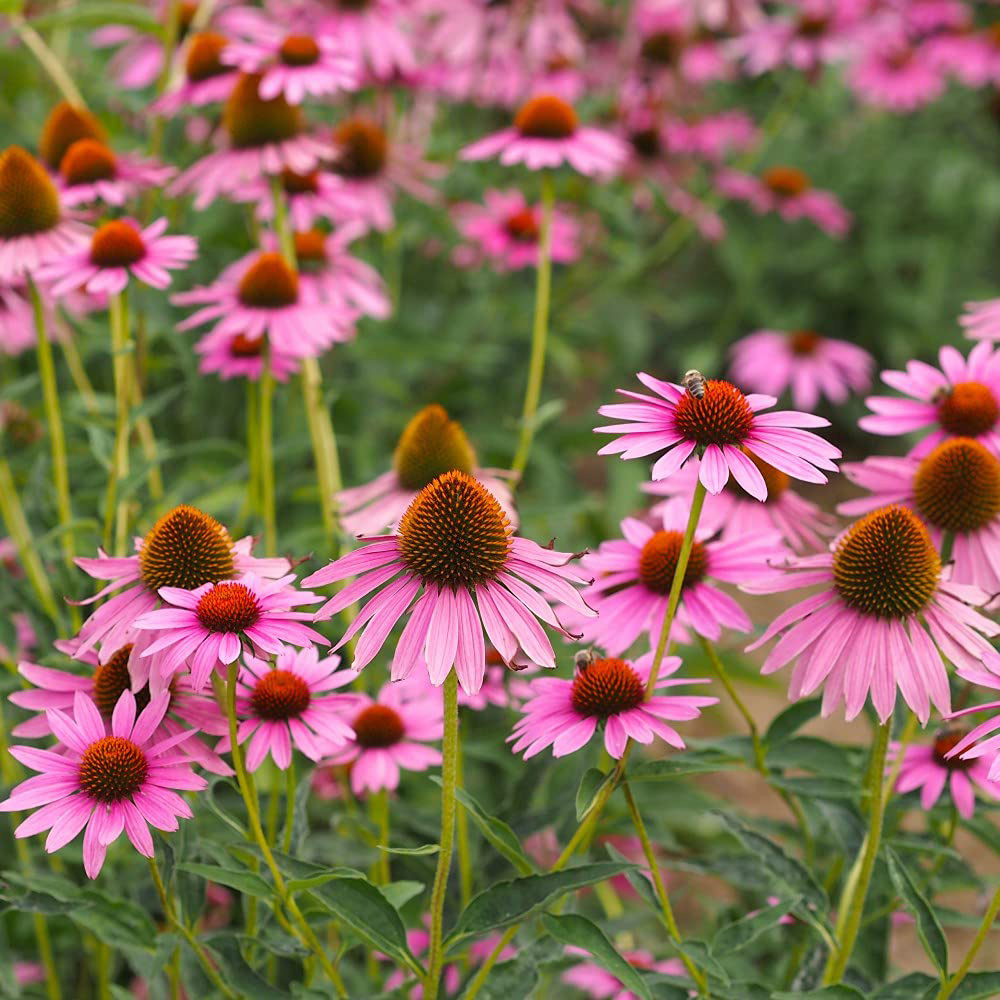 Thompson and Morgan Echinacea Cone Flower Nectar Pink Plant Plug 6 Pack Image 2