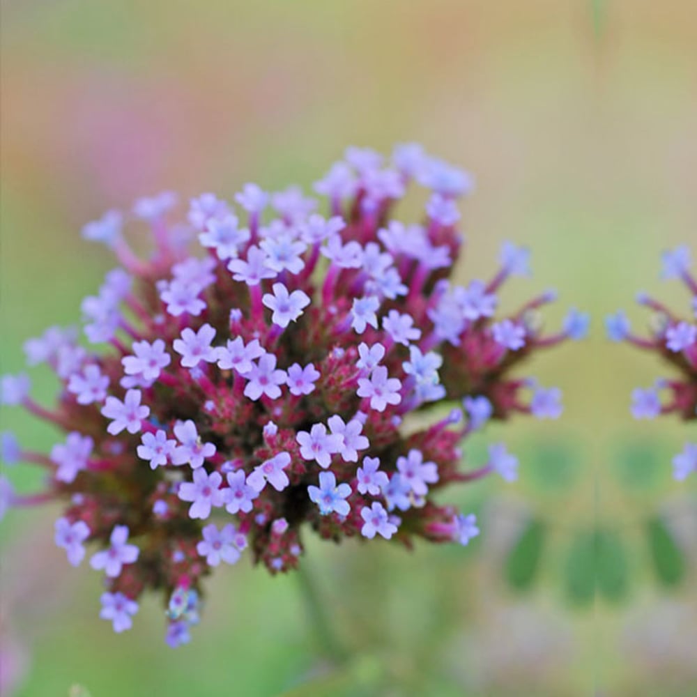Thompson and Morgan Verbena Bonariensis Potted Plant 1L Image 1