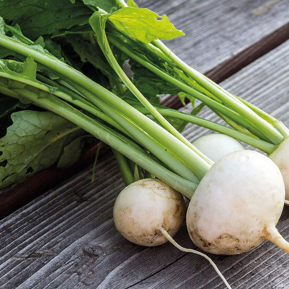 Thompson & Morgan Turnip Rapa De Lodi Seed Packet Image 3