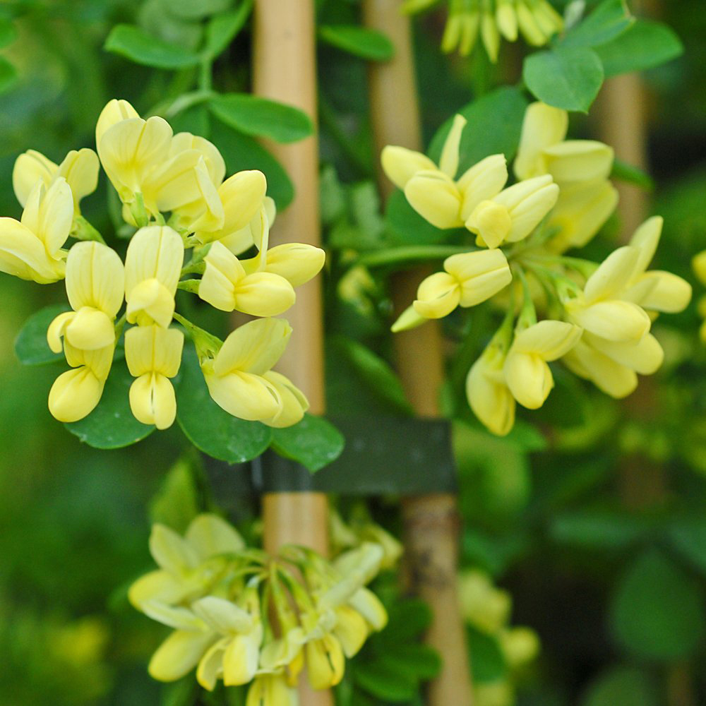 Thompson and Morgan Coronilla Citrina Plant Pot 3L 3 Pack Image 4