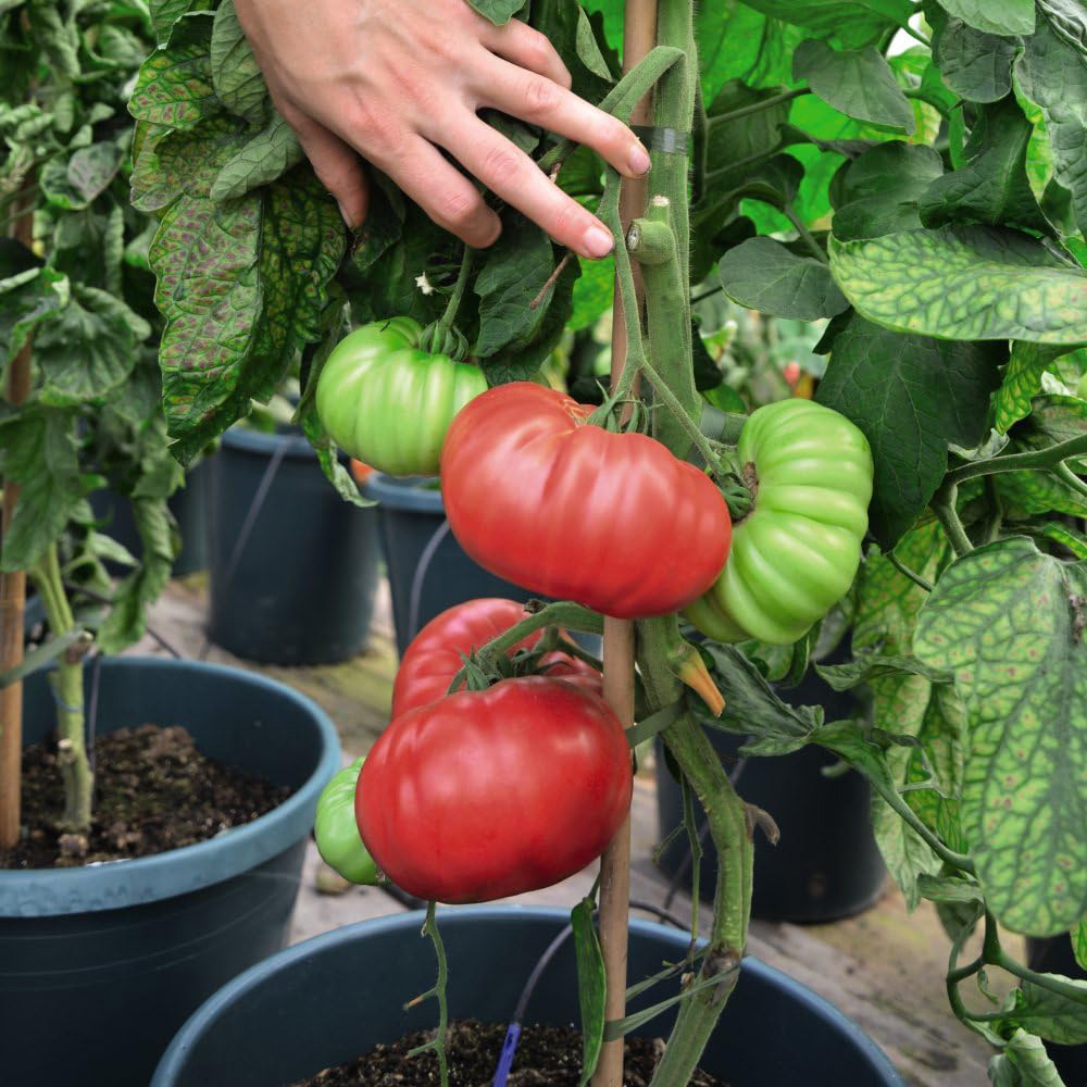 Thompson and Morgan Tomato Crimson Blush Blight Resistant F1 Seeds Image 2