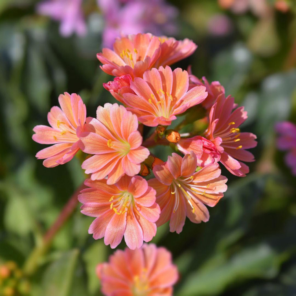 Thompson and Morgan Lewisia Cotyledon Mountain Dreams Plant Pot 13cm 2 Pack Image 2