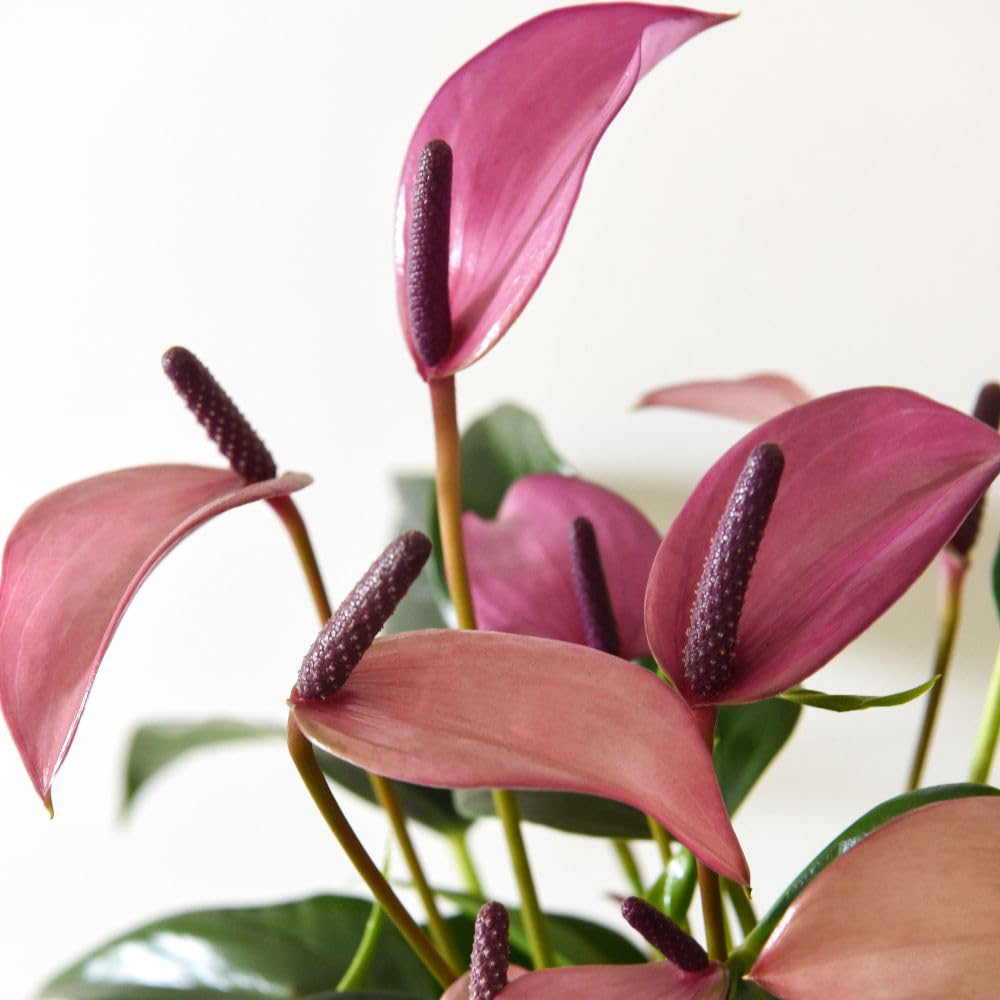 Thompson and Morgan Anthurium Aqua Pink in Sierglass Plant Pot 12cm 2 Pack Image 3