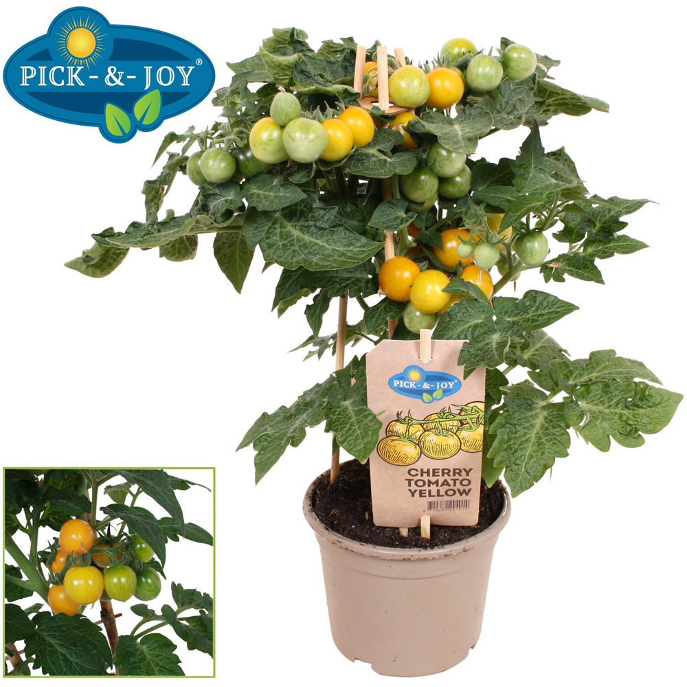 Pick-and-Joy Vegetable Mix Potted Plant Image 5