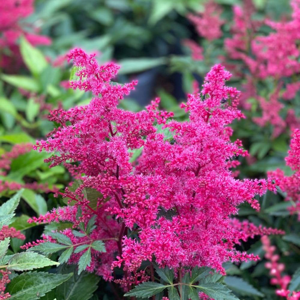 Thompson and Morgan Astilbe Astary Rose Plant Pot 1L Image